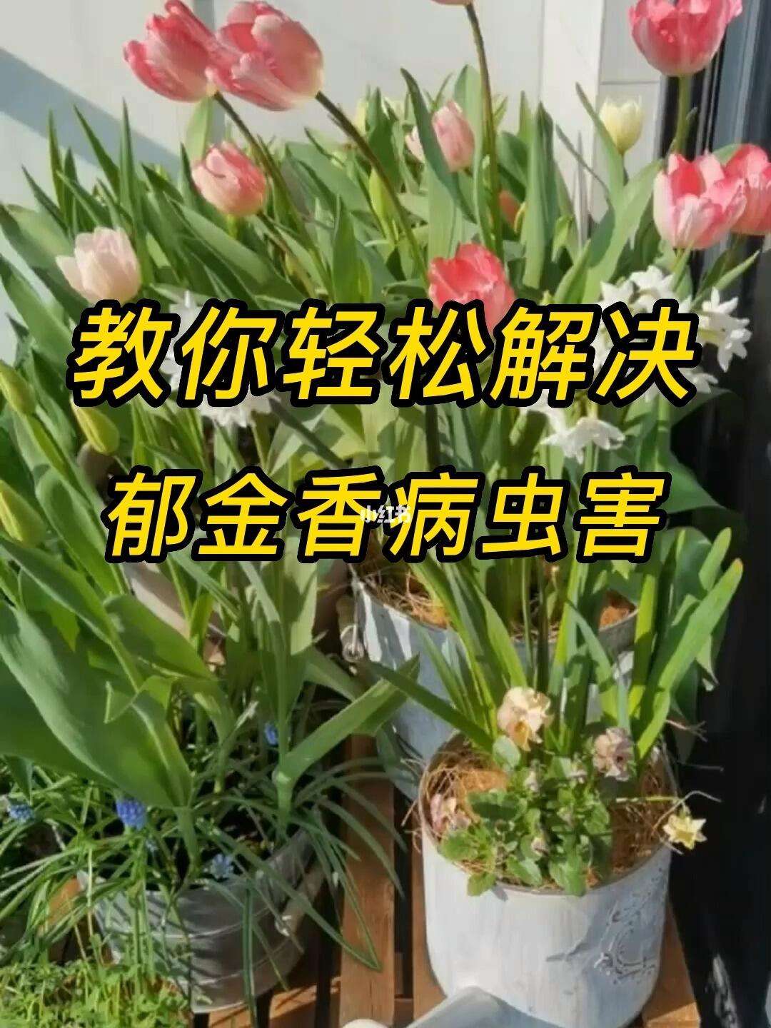 针对不同季节的果蔬病虫害防治技巧