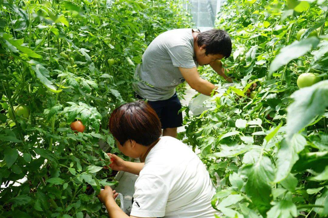 农业废弃物管理在果蔬种植中的作用