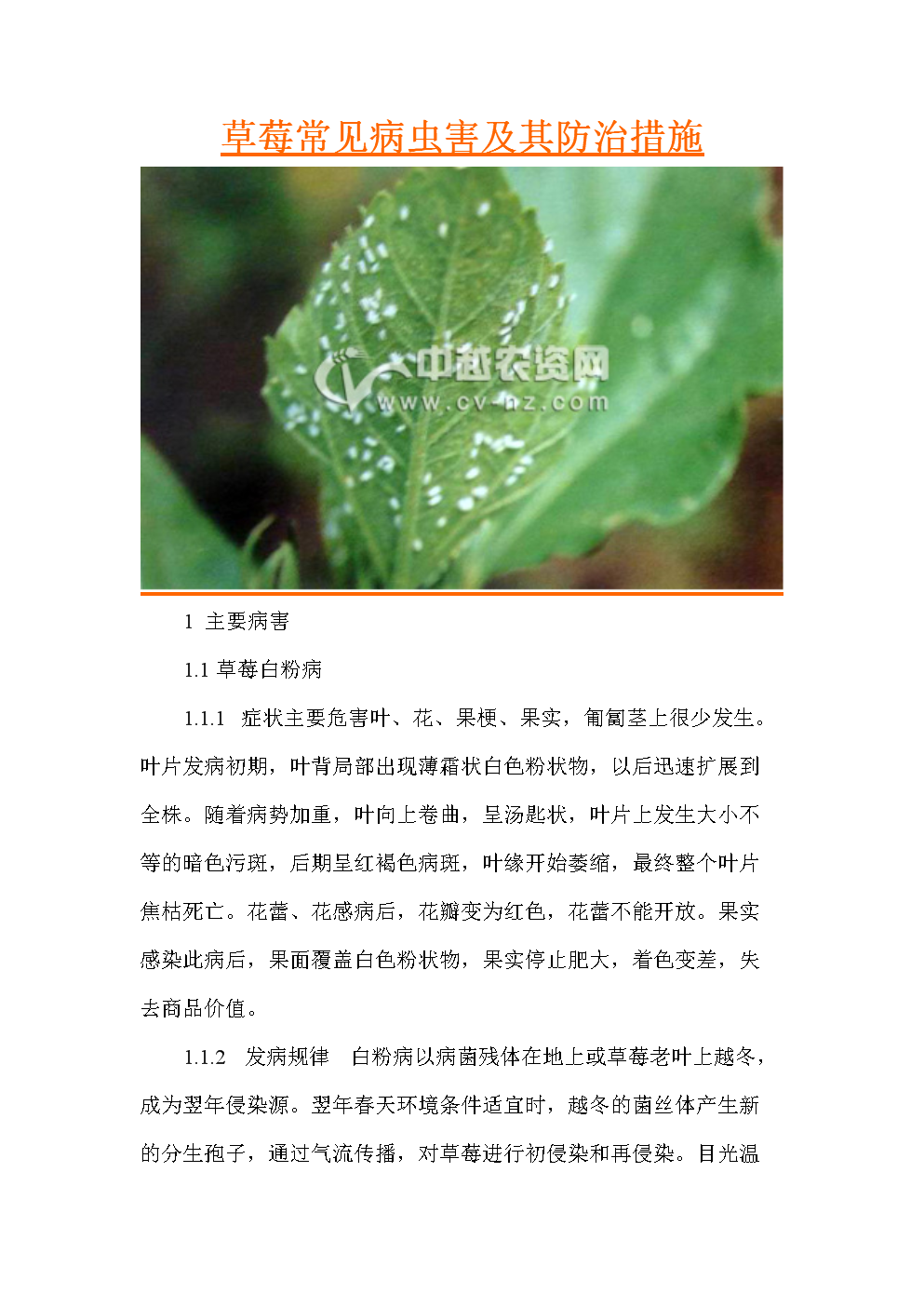 果蔬病害管理中的误区与正确方法