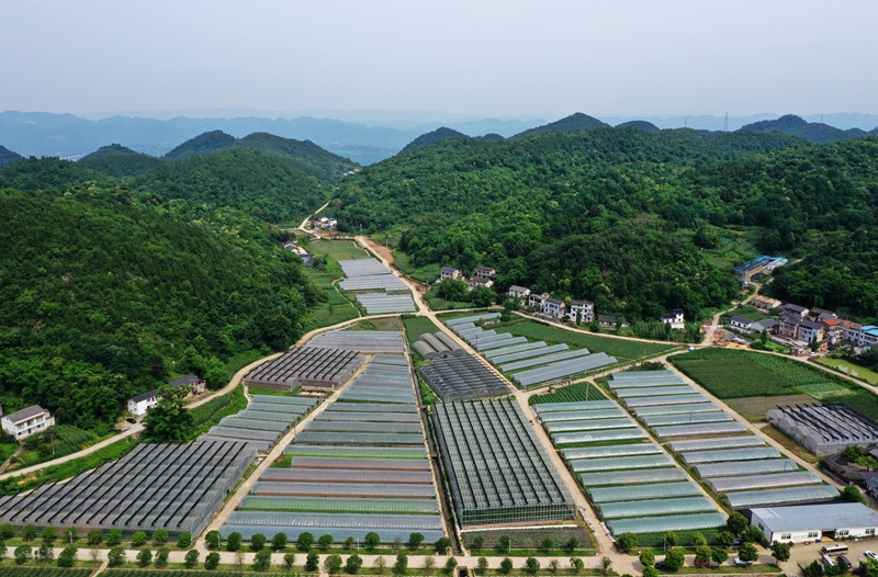 高山气候对果蔬生长的适应性调整