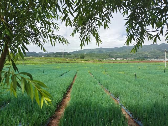 高山气候对果蔬生长的适应性调整