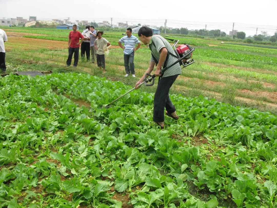 果蔬种植施肥计划与病虫害防治的关系