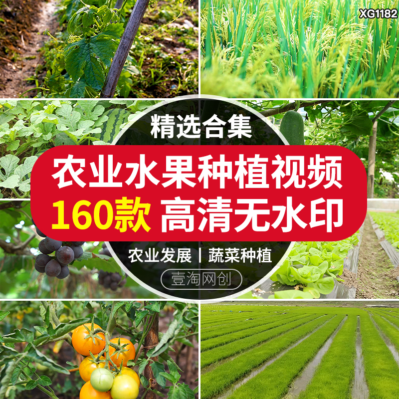 未来果蔬种植的绿色农业解决方案