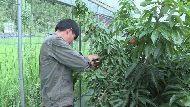 农田水利技术服务对果蔬种植的影响