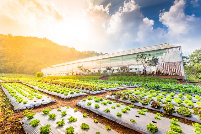 果蔬种植的生态农业模式在不同气候条件下的适应性研究