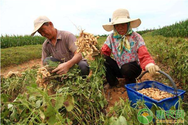 高效果蔬种植的生产管理实践指南