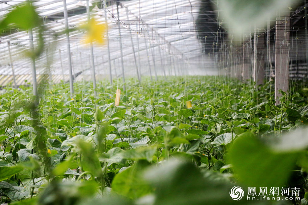 创新生态农业模式下的果蔬种植技术