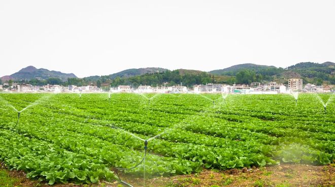 轮作对果蔬种植的长远经济效益