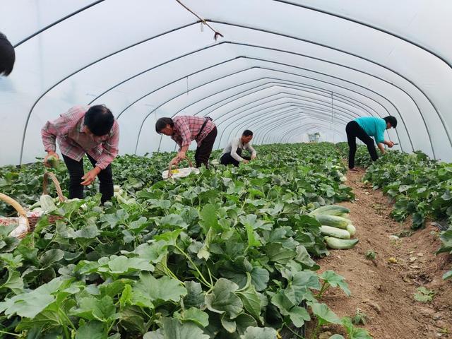 家庭农场果蔬种植的施肥与养护技巧