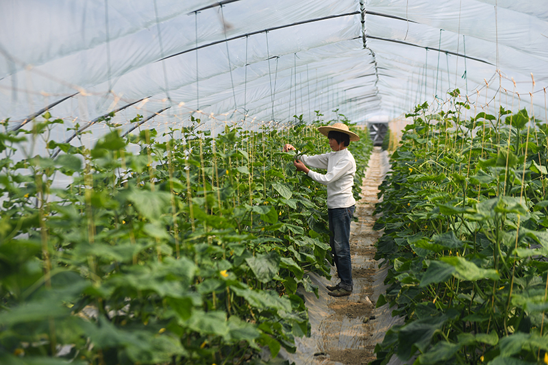 果蔬种植的生态农业实践中的常见问题