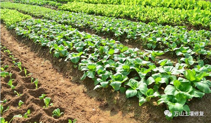 果蔬种植中常见土壤问题及解决方案