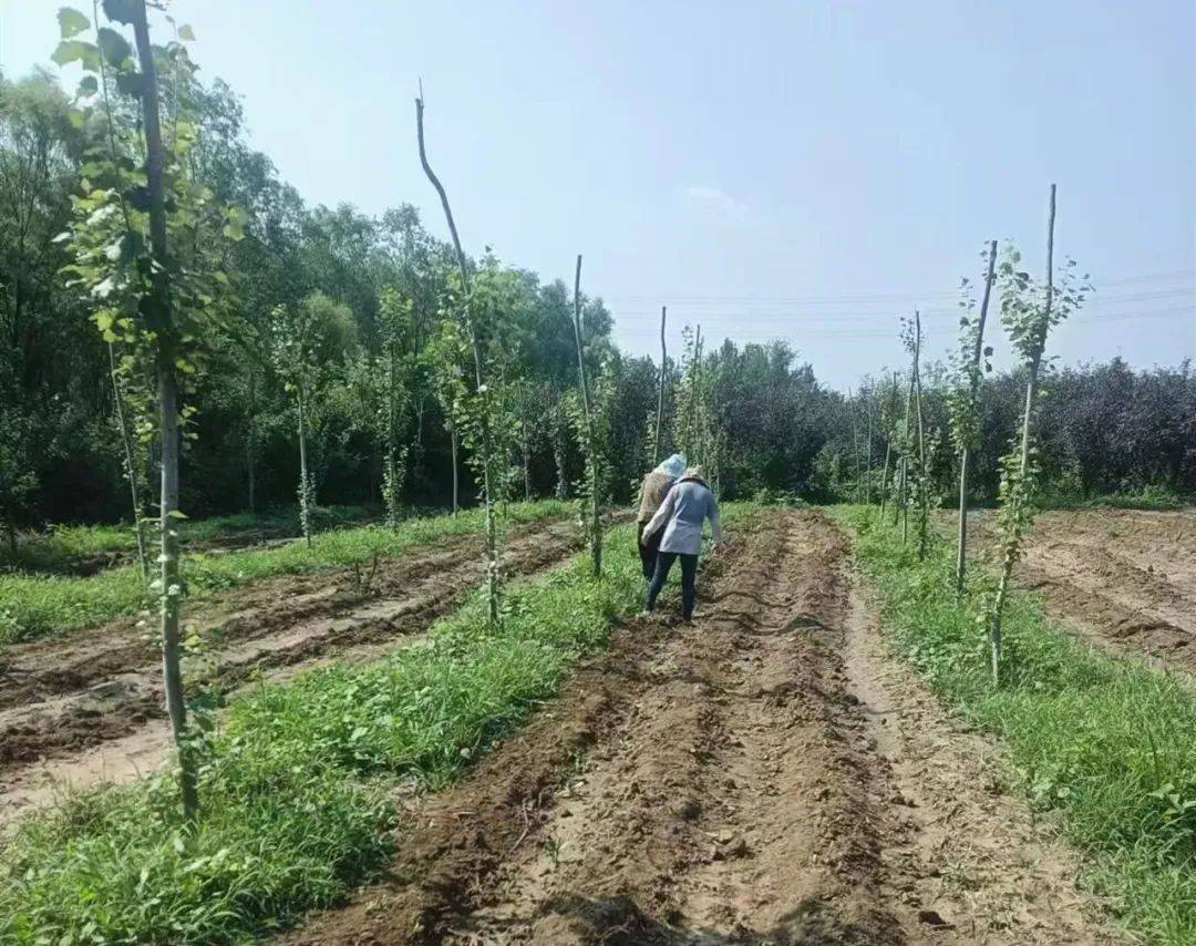 关于果蔬种植的生态农业案例分析与经验总结的信息