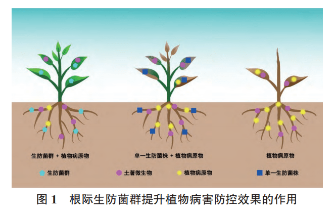 不同季节果蔬病害的防控策略