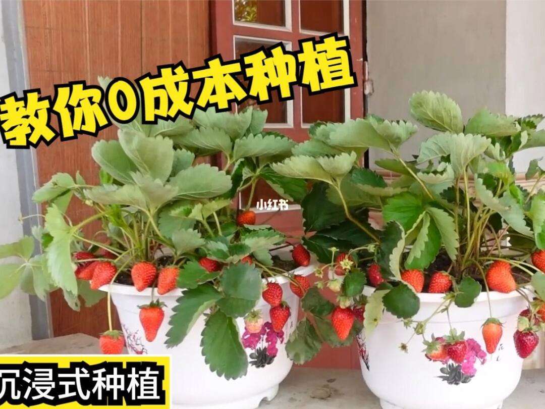 优化资源配置以控制果蔬种植成本