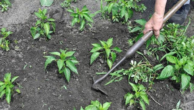 果蔬种植土壤管理中的常见误区