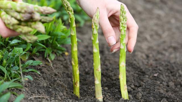 果蔬种植水肥管理的最佳实践