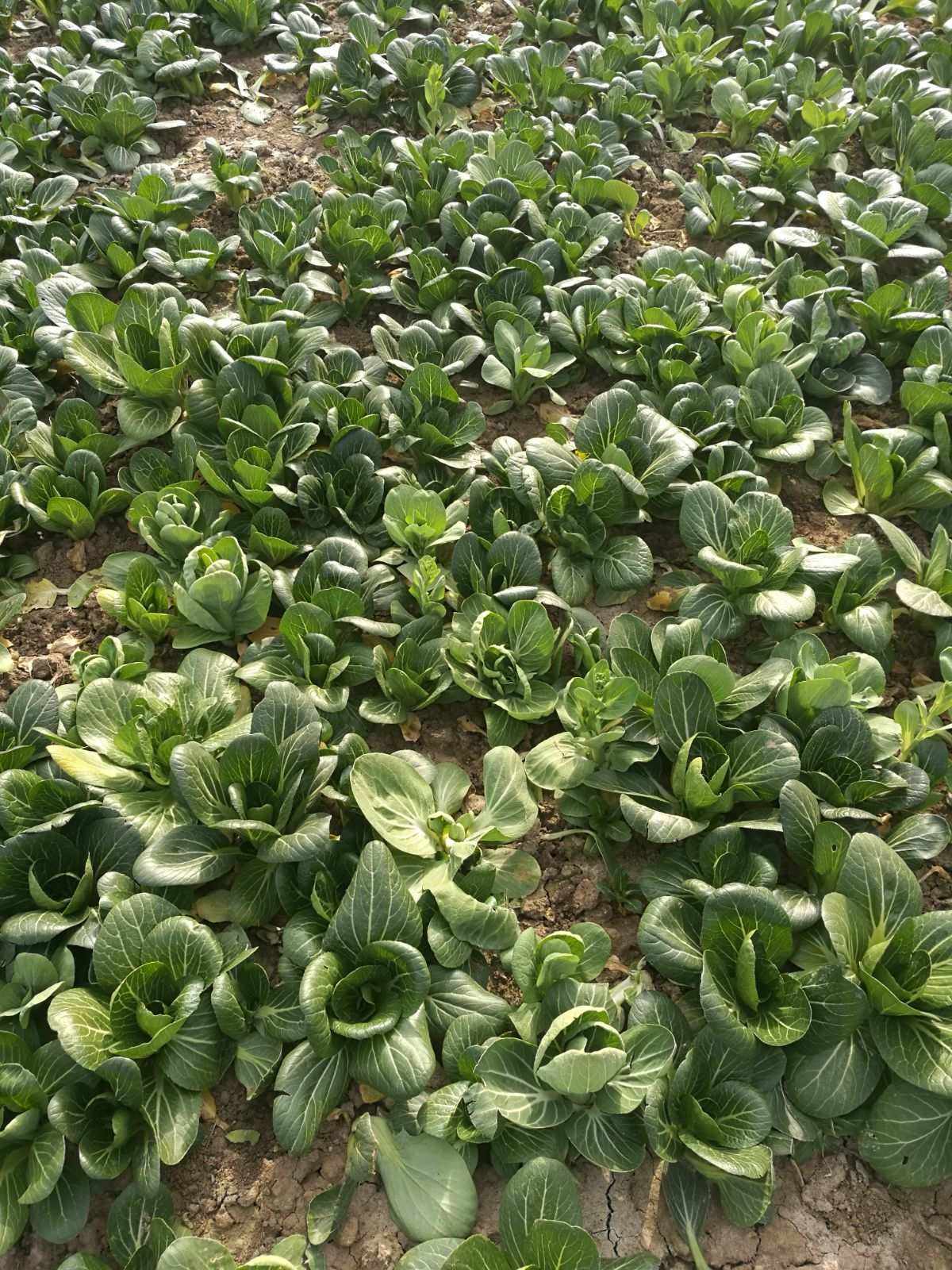 果蔬种植中的生态农业水资源管理