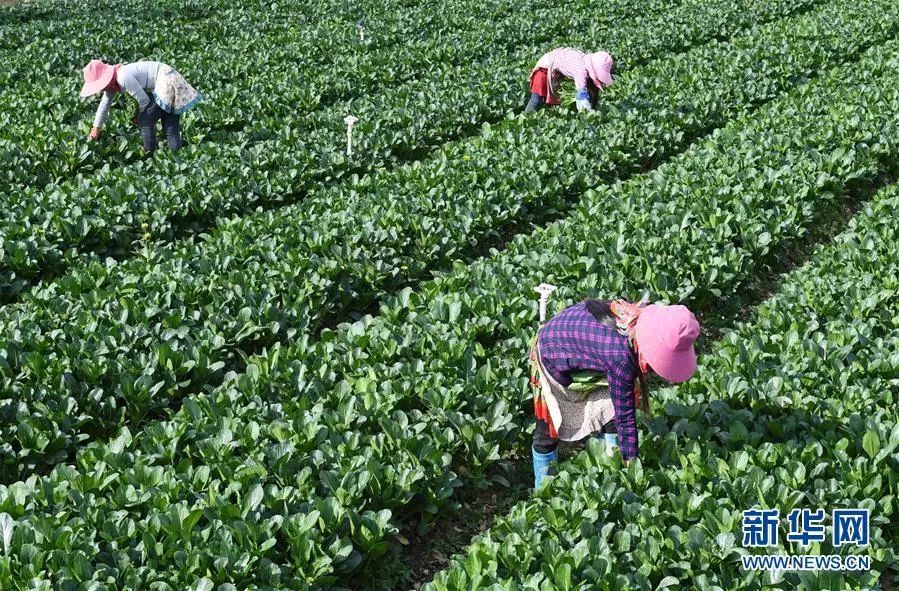 果蔬种植市场需求变化对农民收入的影响