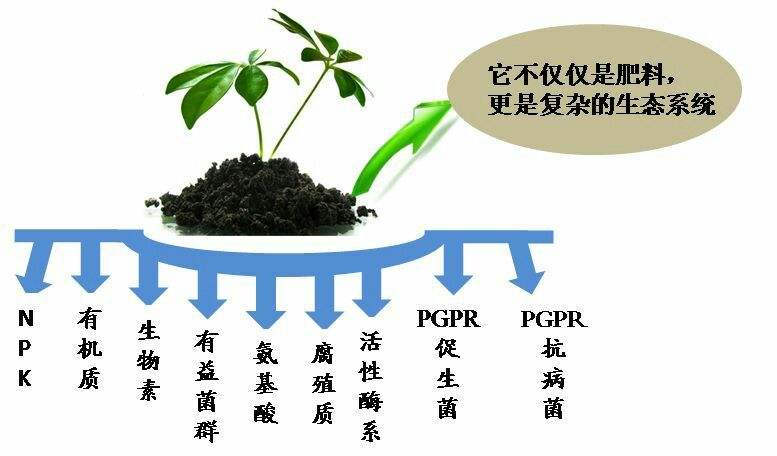 高效施肥方法提升果蔬种植土壤质量