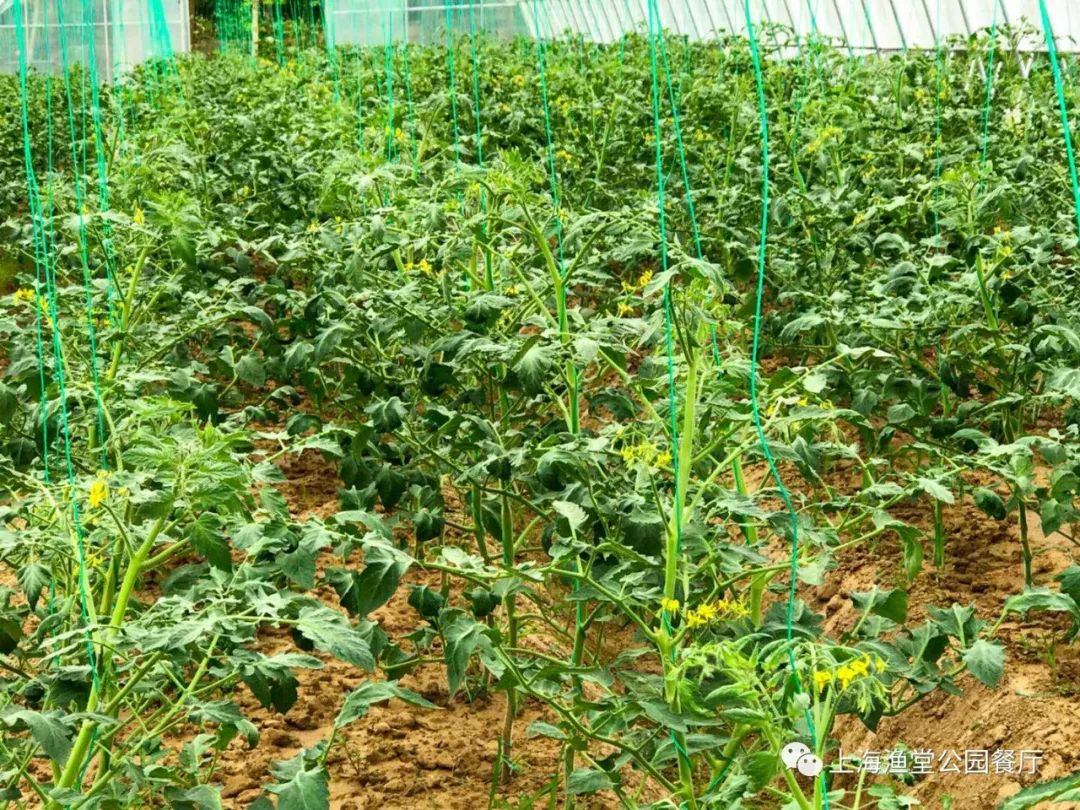 有机肥料在果蔬种植中的施用频率建议