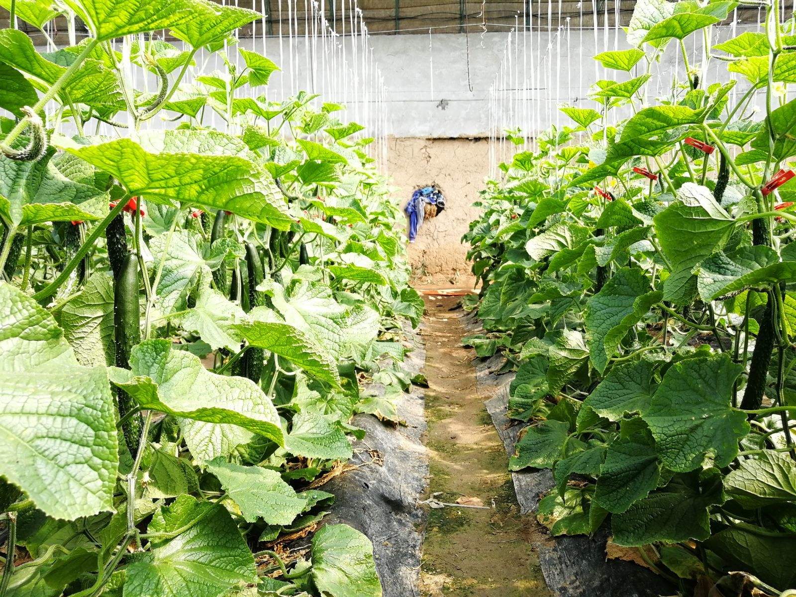 如何利用覆盖作物改善果蔬种植土壤