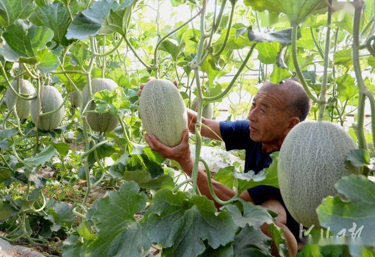 生态系统管理在果蔬种植中的挑战与机遇