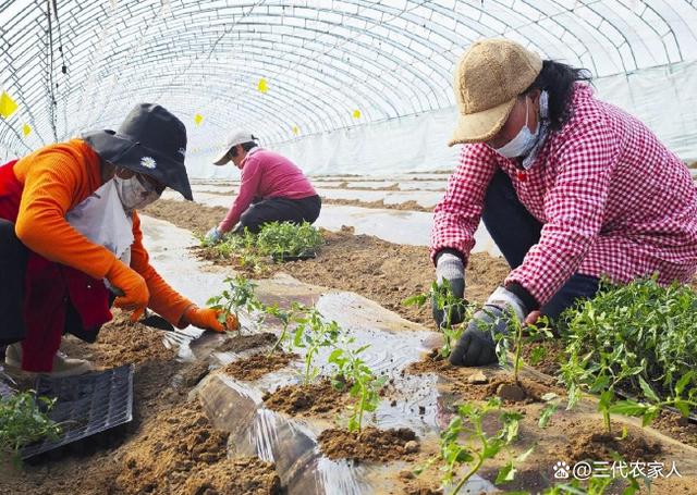 果蔬种植环境适应性的关键因素