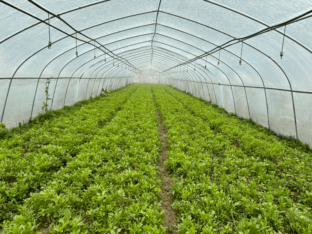 生态农业在果蔬种植中的市场前景与发展方向