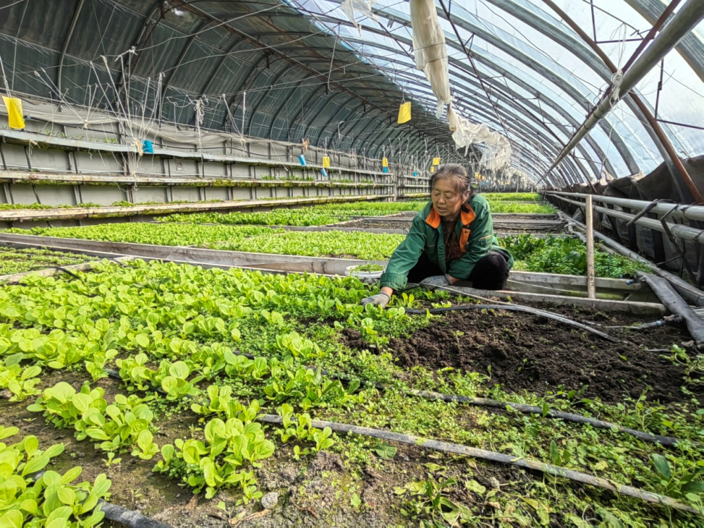 生态农业在果蔬种植中的市场前景与发展方向