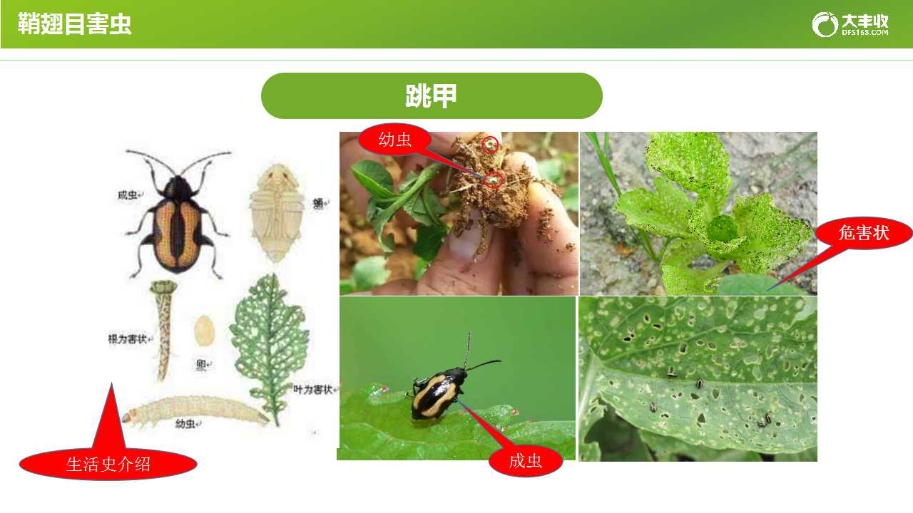 如何预防和应对果蔬种植中的主要害虫