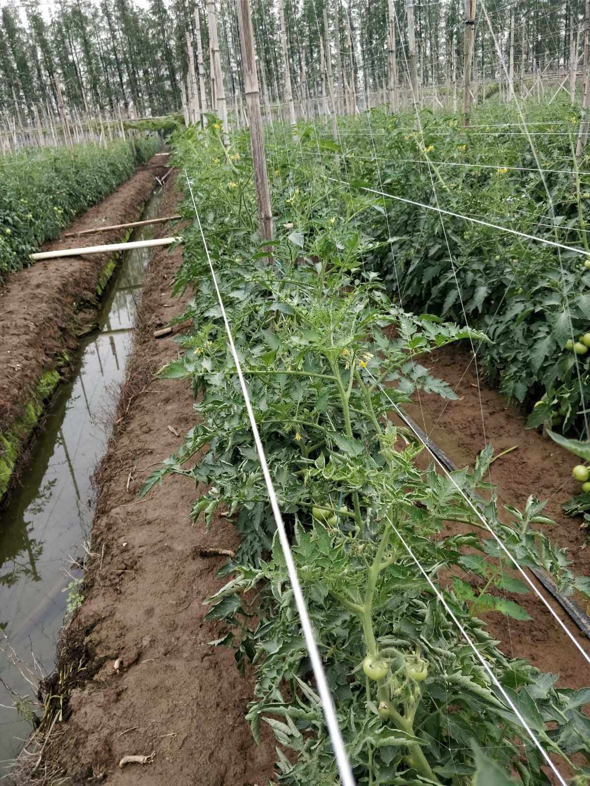 生物农药在果蔬种植中的绿色应用