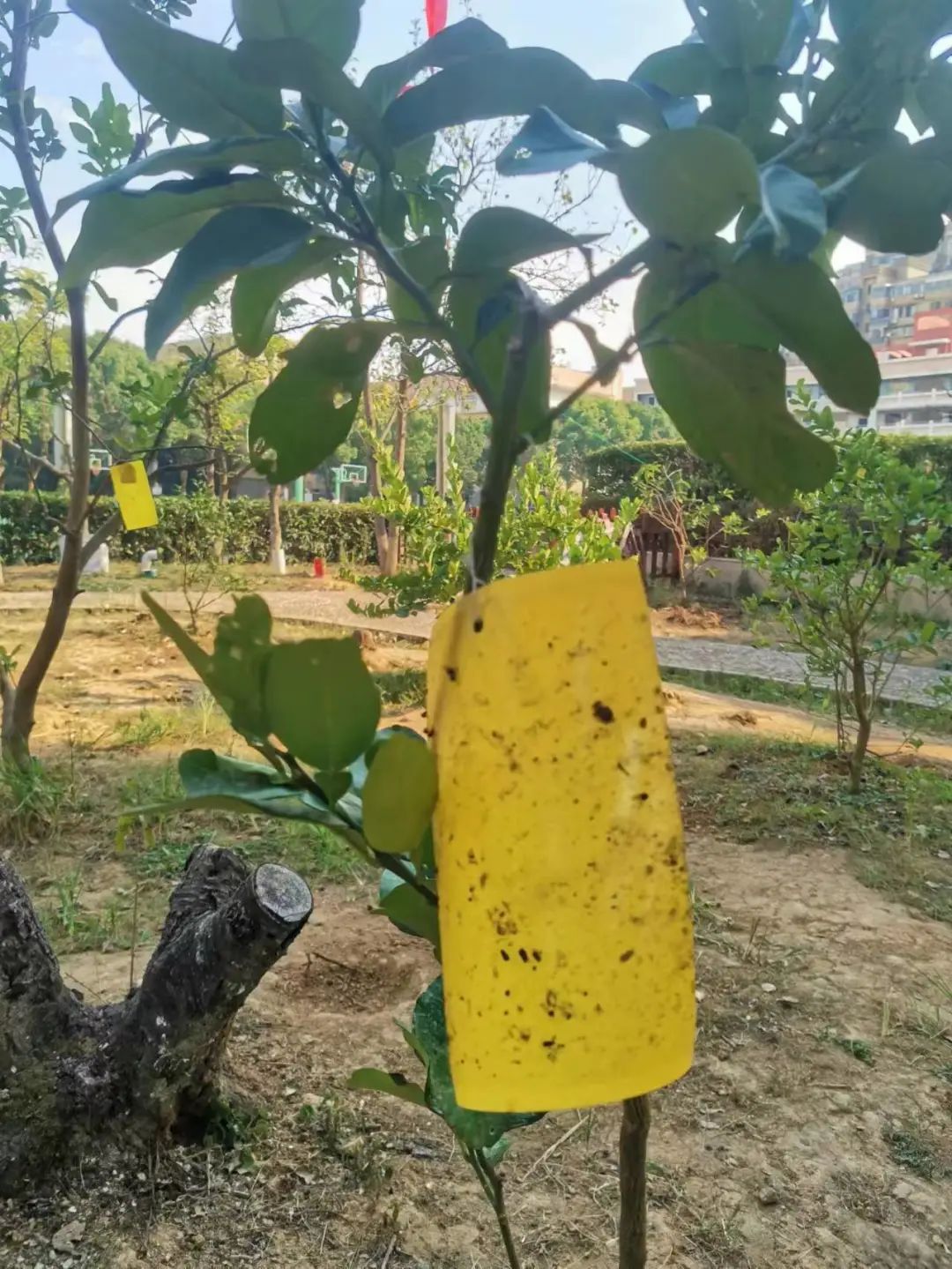 如何通过生物防治提升果蔬种植的环境友好性