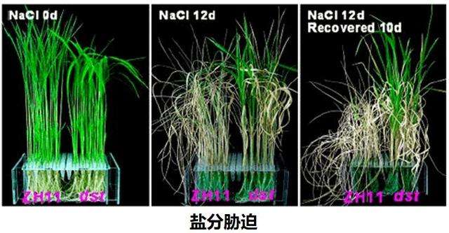 土壤酸碱度对果蔬生长的影响及调节方法