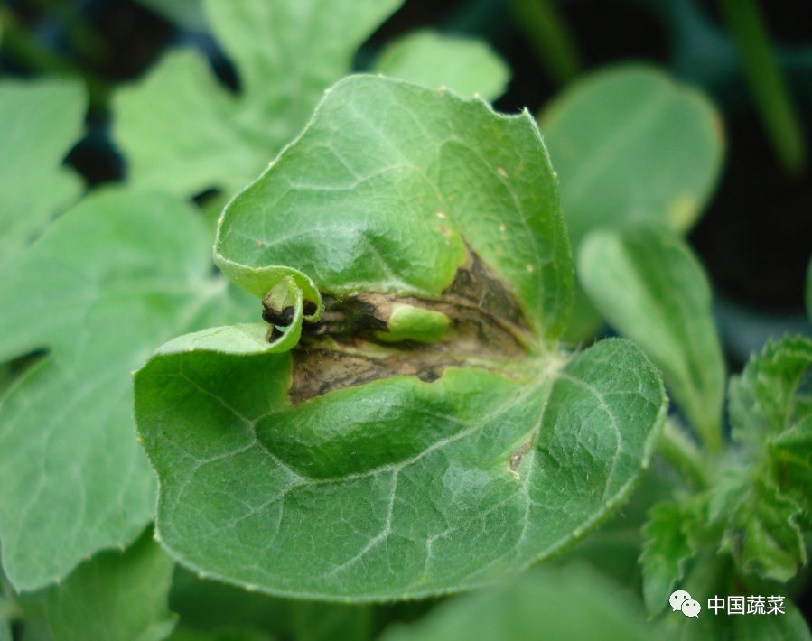 包含解决果蔬种植中细菌性病害的策略的词条