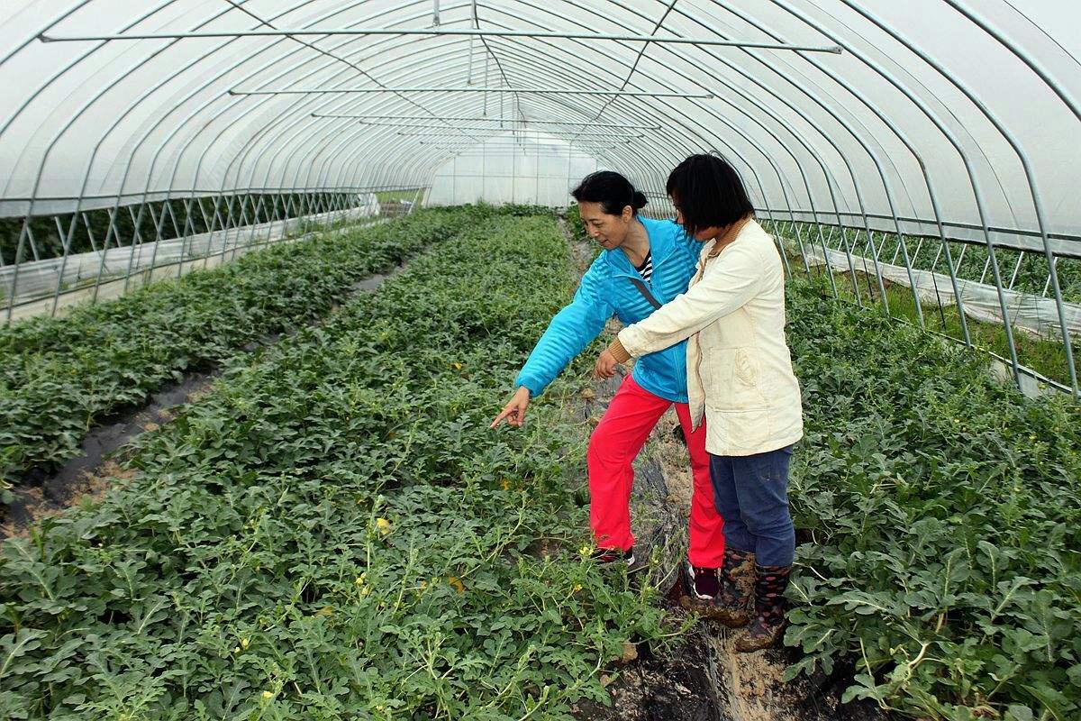 果蔬市场需求与种植技术的关系