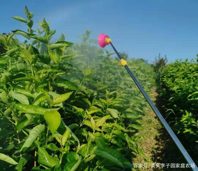 高效施肥与水分管理在果蔬种植中的应用的简单介绍