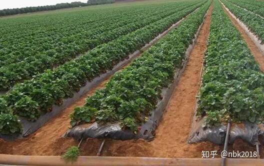 果蔬种植节水灌溉系统的最佳实践的简单介绍