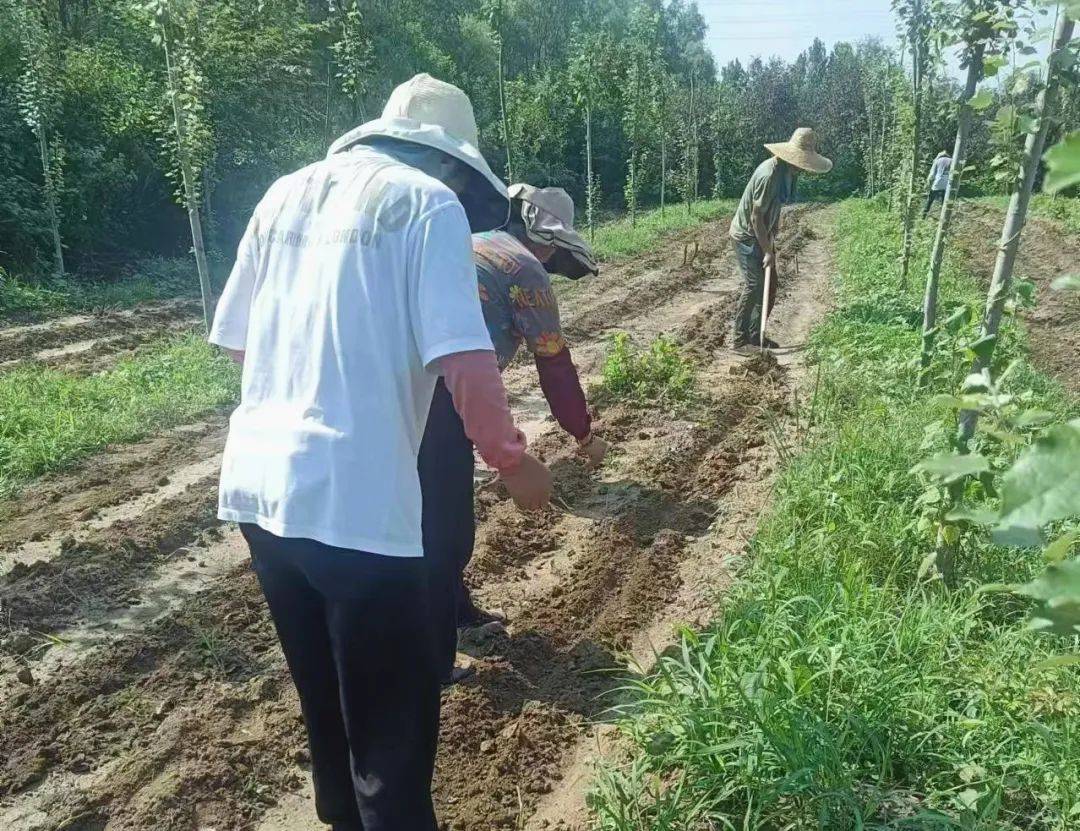 探索果蔬种植的生态环保实践