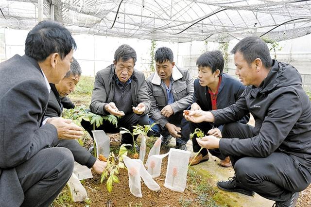 果蔬种植技术培训中的前沿科技应用