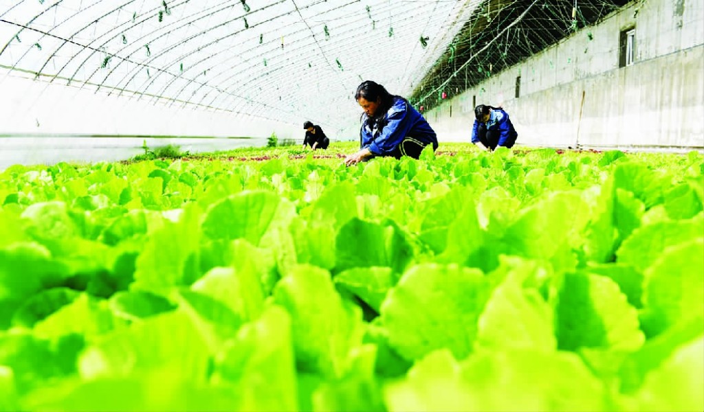 生态农业对果蔬种植市场的影响分析