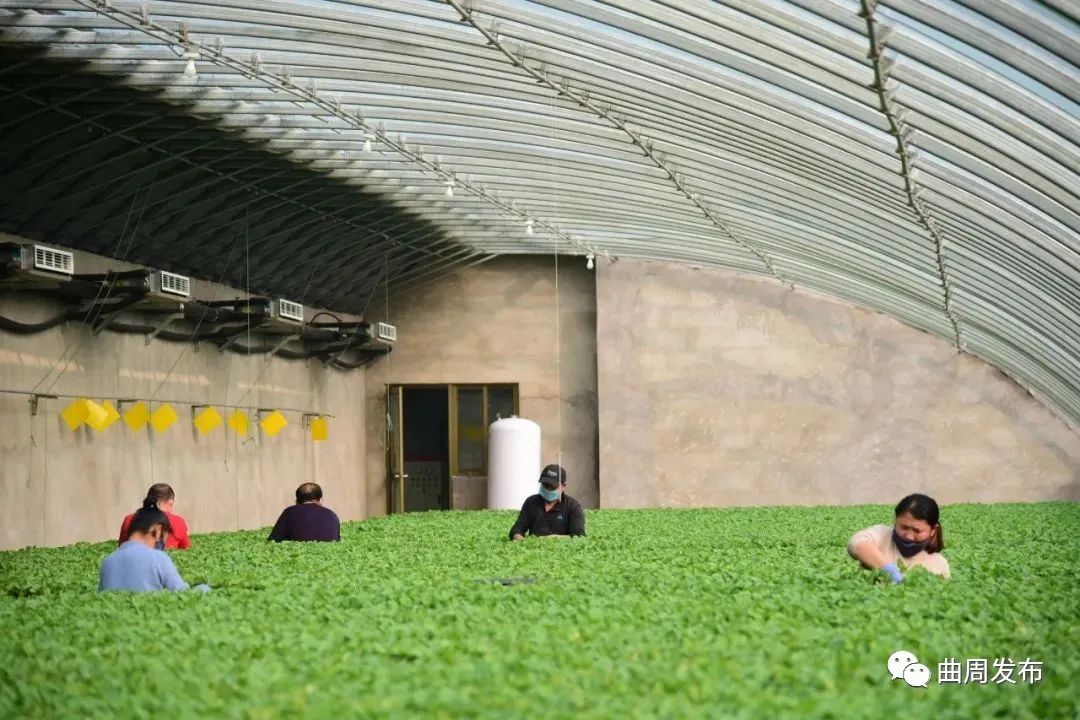 果蔬种植中的创新：增强市场竞争力的必备措施