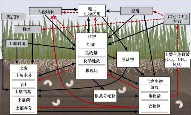 如何通过自然生态系统保护果蔬种植土壤