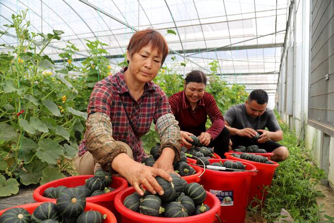 生态农业助力果蔬种植健康发展的路径