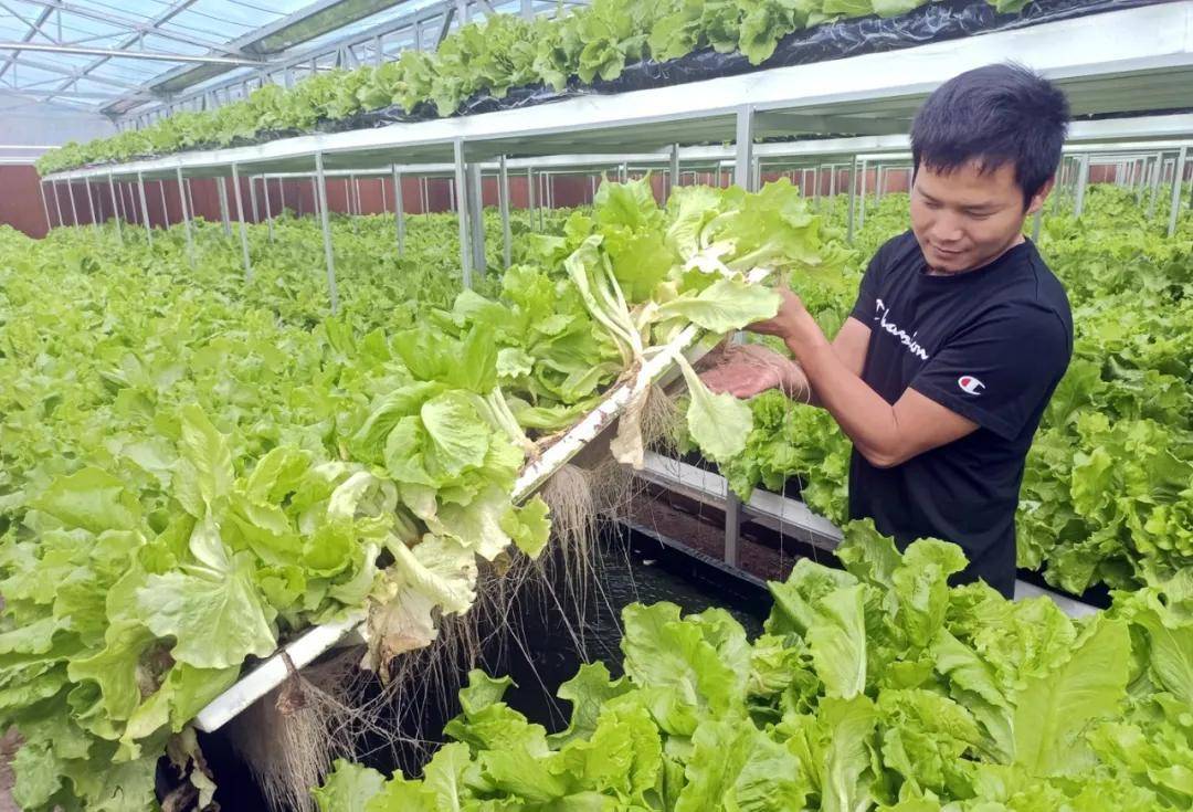 生态农业实践下的果蔬种植技术进步