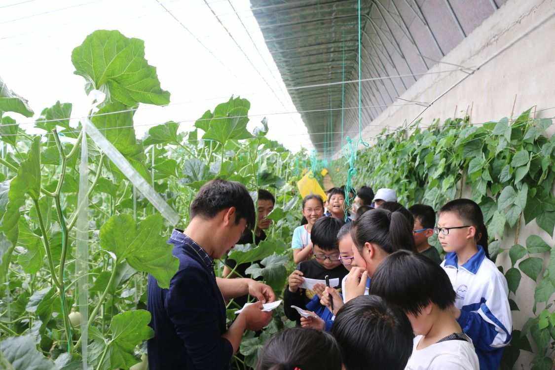 生态农业实践下的果蔬种植技术进步