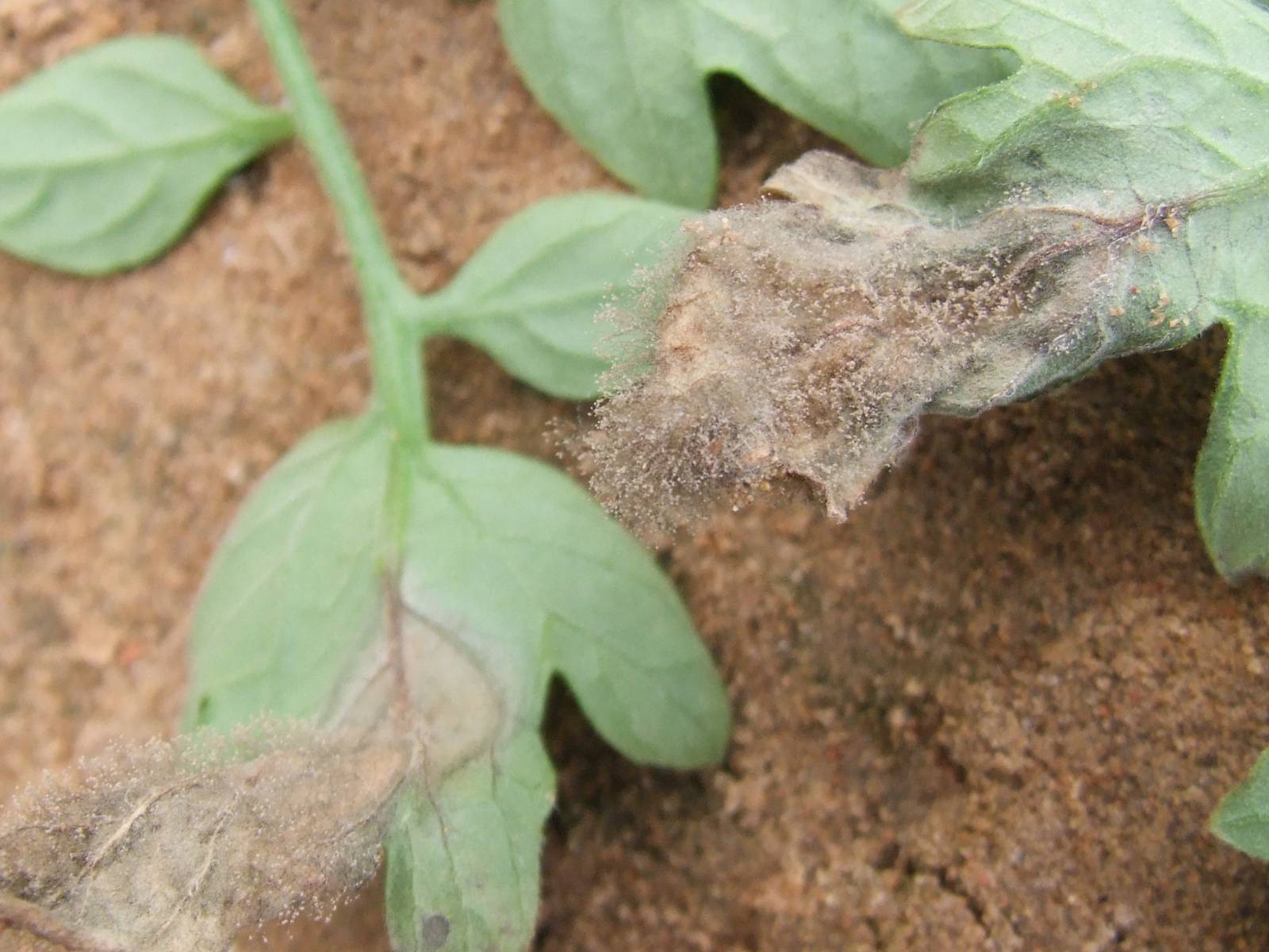 减轻果蔬种植中灰霉病的有效措施