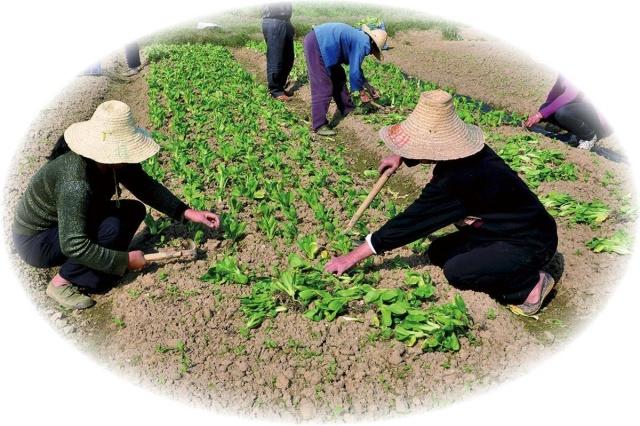 生态农业对果蔬种植病虫害管理的影响