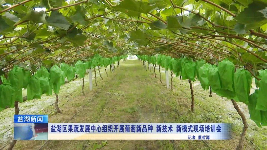 生态农业模式下果蔬种植技术的综合应用研究