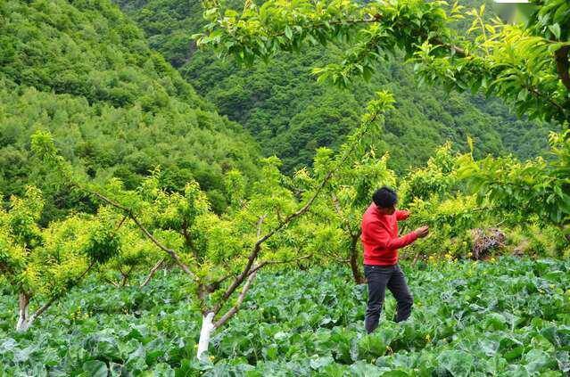 果蔬种植中劳动生产率提升的成功案例