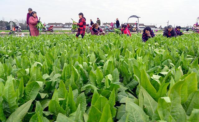 可持续发展对果蔬种植市场的推动作用